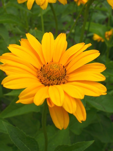 Heliopsis helianthoides var. scabra 'Karat'