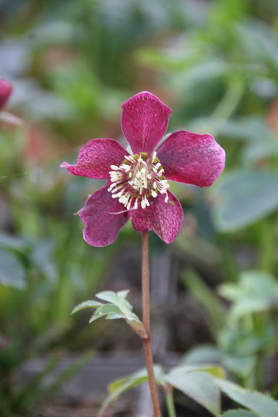 Helleborus orientalis 'Pretty Ellen Red'