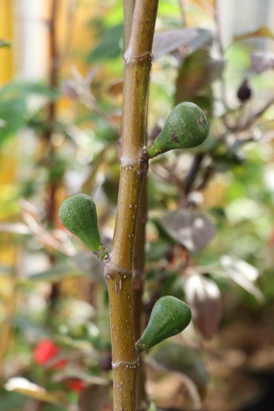 entretenir le figuier, figues d'automne