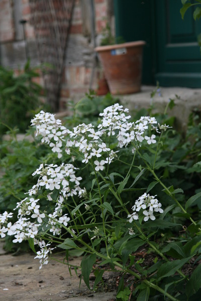 Hesperis matronalis 'Alba'