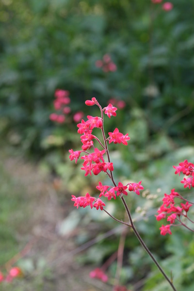 Heuchera sanguinea 'Leuchtk�fer'
