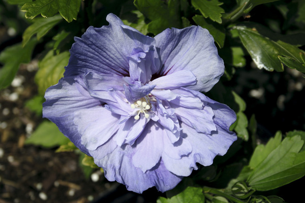 Hibiscus Blue Chiffon