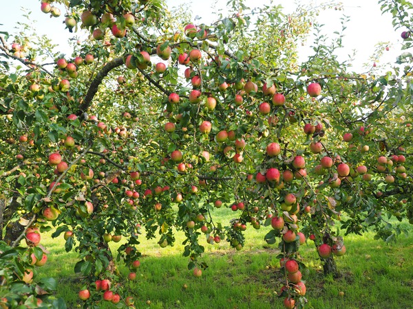 Fruitier ne fructifie pas, pommier et ses fruits