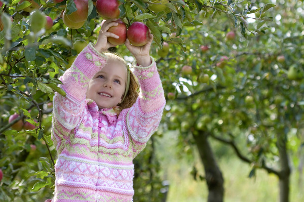 Fruitier ne fructifie pas, pommier et sa descendance