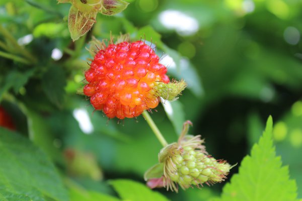 Un d&eacute;licieux fruit rouge-orange.