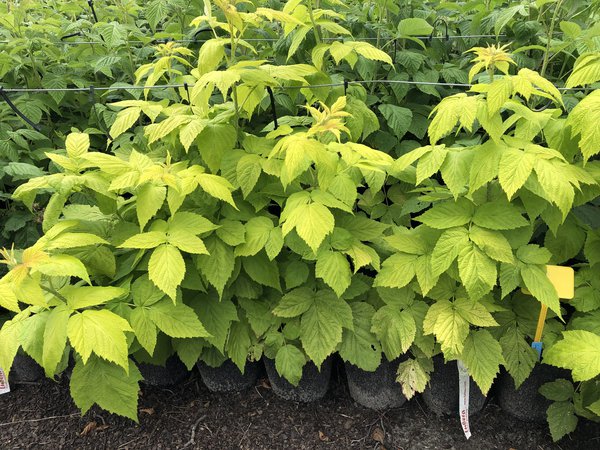 Framboisier &agrave; feuilles jaunes Plant de framboisier Groovy Framboisier &agrave; feuilles jaunes Lubera