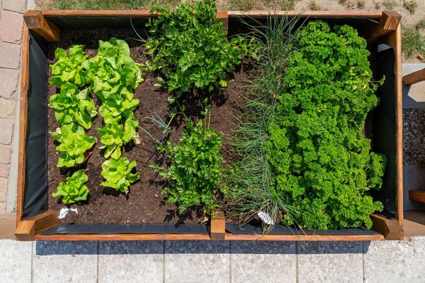 Am&eacute;nager un parterre sur&eacute;lev&eacute; pour herbes aromatiques