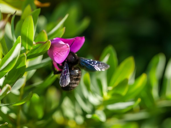 Polygale &agrave; feuilles de myrte