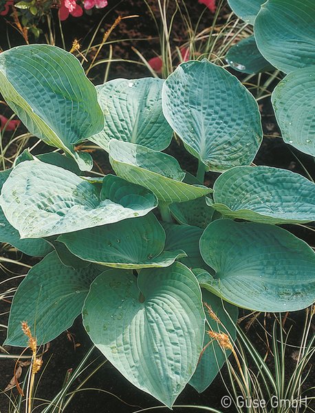 Hosta sieboldiana 'Big Daddy', Gro�e Blaublatt-Funkie 'Big Daddy'