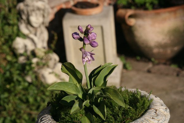 Hostas en potl, Hosta tokudama Blue Mouse Ears, Lubera