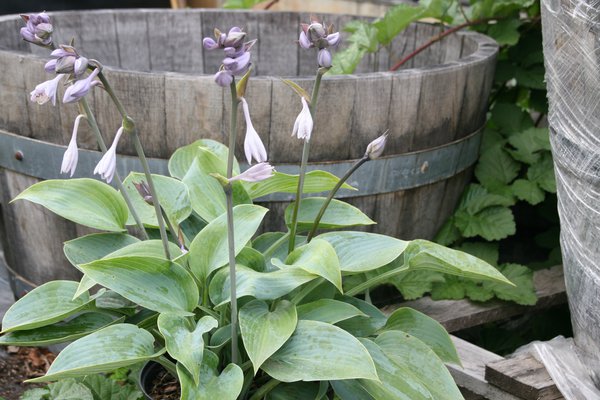 Hostas en pot, Hosta x tardiana Halcyon, Hosta bleu, Lubera