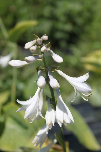 Hosta sieboldiana