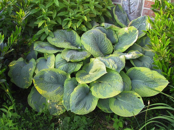 Hostas sans limaces, Hosta sieboldiana Frances Williams
