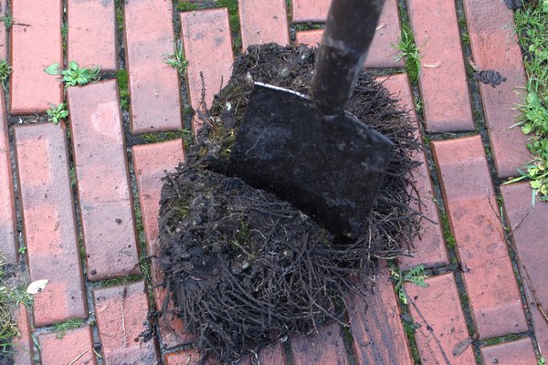Diviser les plantes vivaces, diviser et propager les hostas, vivaces
