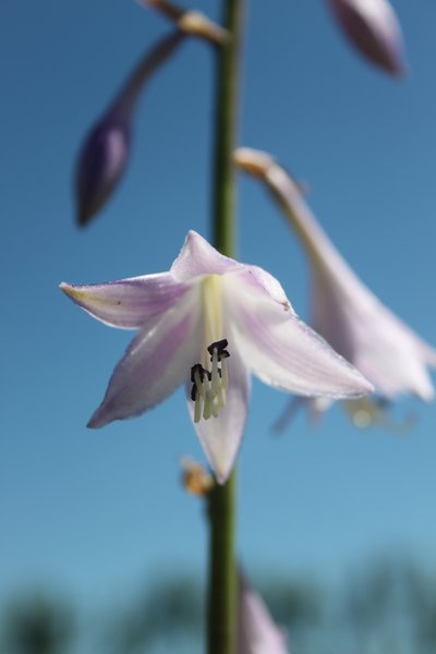 Hosta x fortunei 'Hyacinthina'
