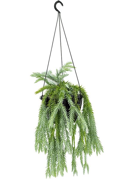 Huperzia goebelii, Ranker, im 26cm Topf, H�he 50cm, Breite 35cm