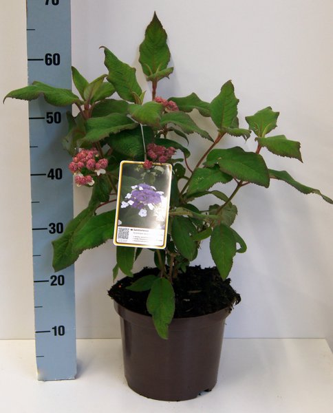 Raue Hortensie