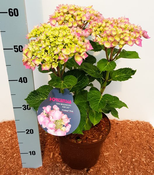 Hortensie, Tellerhortensie 'Frisbee� Pink' (S)