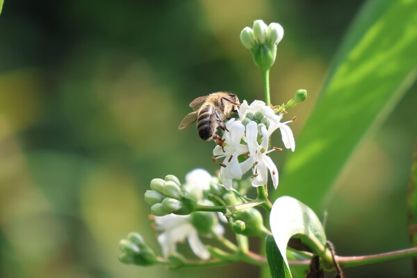 Arbustes &agrave; fleurs en septembre 2026, Heptacodium