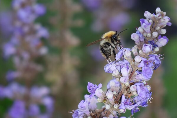 Arbustes &agrave; fleurs en septembre 2026, bourdon des champs Bombus pascuorum r&eacute;coltant du nectar sur un gattilier Vitex agnus-castus