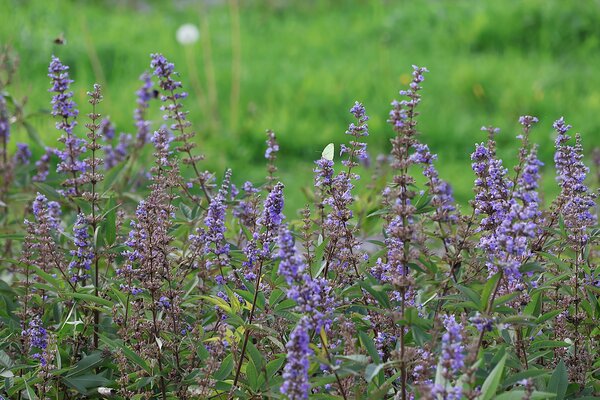 Arbustes &agrave; fleurs en septembre 2026, Vitex agnus-castus avec un papillon
