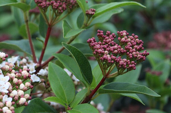 Boutons floraux ros&eacute;s du laurier-tin Viburnum tinus 'Eve Price'