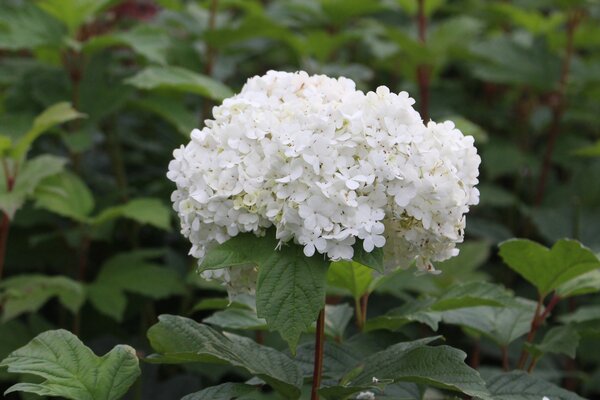 Viorne obier Viburnum opulus 'Roseum' aux grandes fleurs blanches en boules