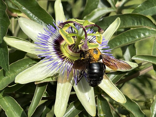 Passiflora, fleur de la passion, fleur, pollinisation, f&eacute;condation, abeille, bourdon, abeille charpenti&egrave;re