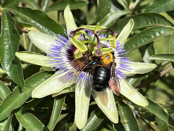 Passiflora caerulea, passiflore, abeille charpenti&egrave;re, Xylocopa violacea