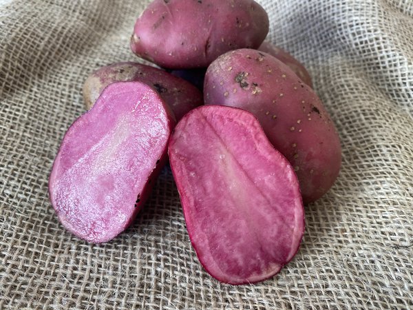 Pomme de terre Heiderot, lav&eacute;e, planter pommes de terre en pot