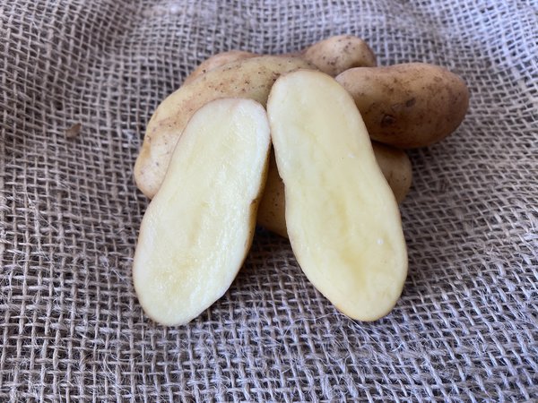 Pomme de terre La Ratte, coup&eacute;e, planter des pommes de terre en pot