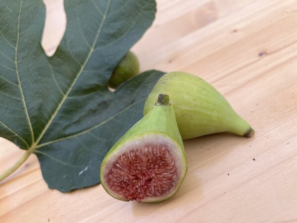 Figuier, Ficus carica, Twotimer, figues bif&egrave;res, Goutte d'Or, Twotimer