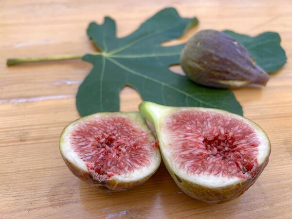Figue, Ficus carica, Twotimer