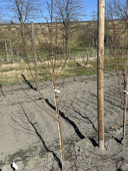 P&ecirc;cher, Prunus persica, jeune arbre avant la taille, tailler un p&ecirc;cher