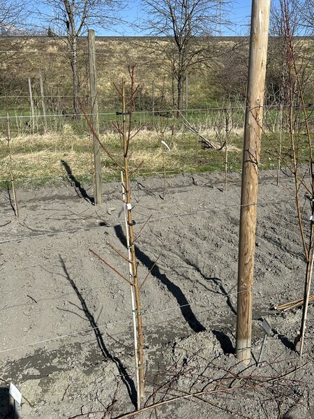 P&ecirc;cher, Prunus persica, jeune arbre apr&egrave;s la taille, tailler un p&ecirc;cher
