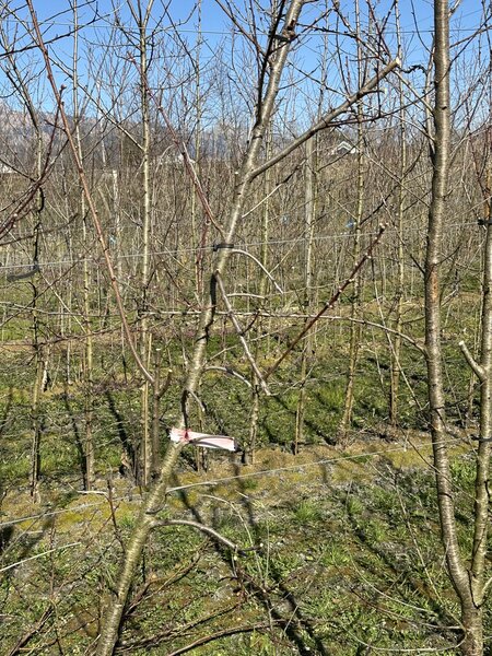 P&ecirc;cher, Prunus persica, arbre n&eacute;glig&eacute; avant la taille, tailler un p&ecirc;cher