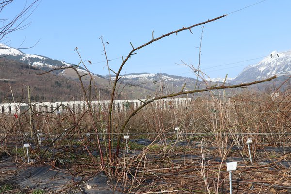 Taille des m&ucirc;riers Rubus fruticosus Lubera