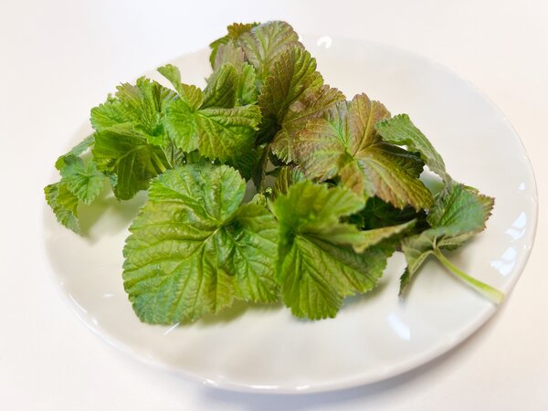 Cassissima, cassis, Ribes nigrum, feuilles, salade