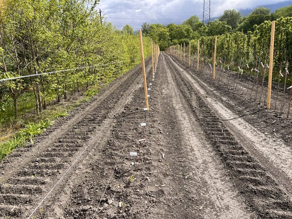 Plantation exp&eacute;rimentale de vignes