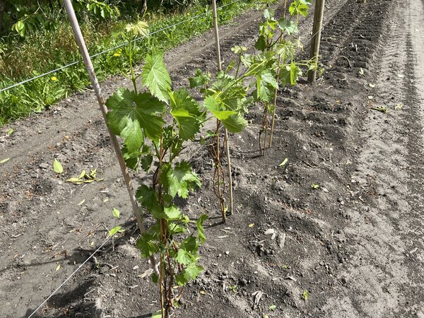 Plantation exp&eacute;rimentale de vignes