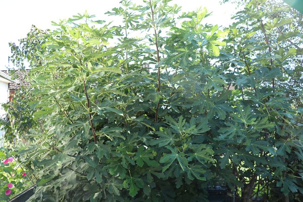 Taille estivale des figuiers Lubera automne figuier &eacute;t&eacute;