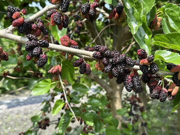 Morus alba, Galicia, M&ucirc;rier