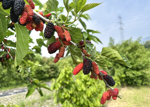 Morus alba, One Million, fruits du m&ucirc;rier