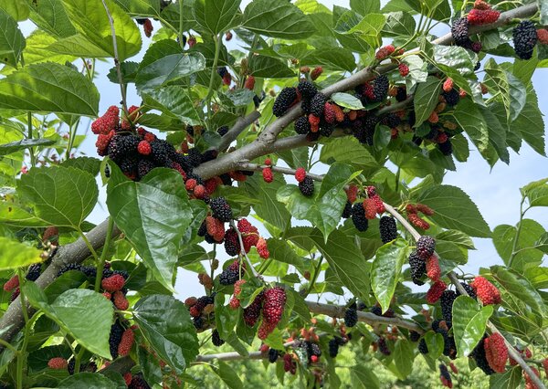 Morus alba, One Million, M&ucirc;rier