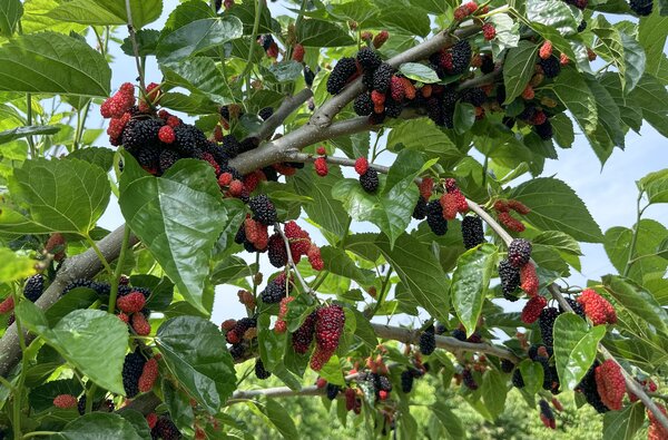 Morus alba, One Million, M&ucirc;rier