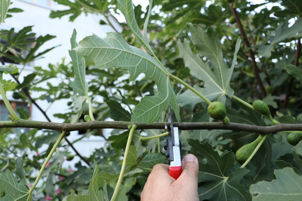 Taille estivale des figuiers Figue Lubera, taille, ciseaux, pousses de fruits