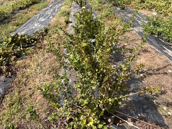 Groseilles &agrave; maquereau, Ribes uva-crispa, s&eacute;cheresse 2026