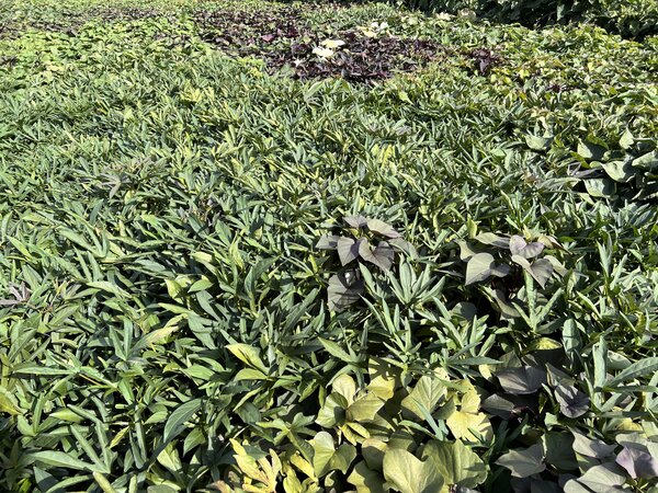 Feuilles de patate douce, Ipomoea batatas