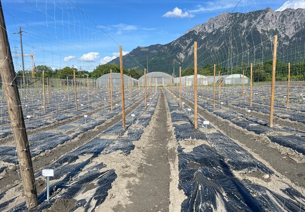 S�lection vari�tale Buchs, tomate de plein champ, mai 2026, fra�chement plant�es