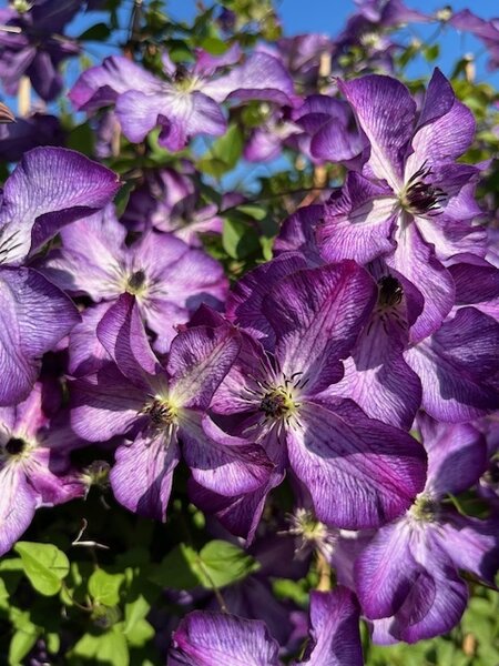 Clematis 'Super Nova', Bl�te (schlechte Aufl�sung)